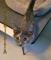 Henrietta - Photo 2