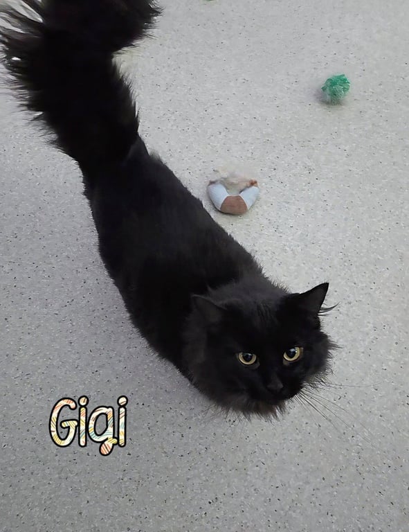 Gigi Image