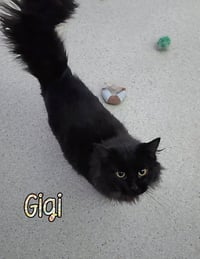 Gigi - Photo 1