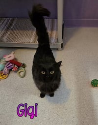 Gigi - Photo 2