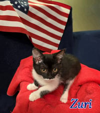 Zuri - Photo 1