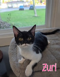Zuri - Photo 1