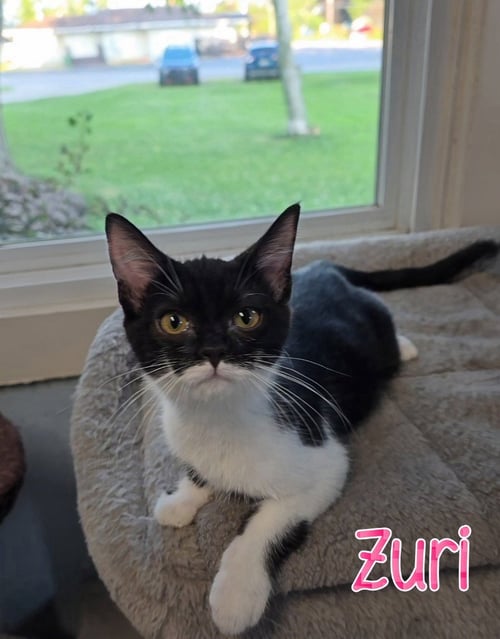 ZURI - Domestic Short Hair for adoption in Toledo