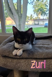 Zuri - Photo 2