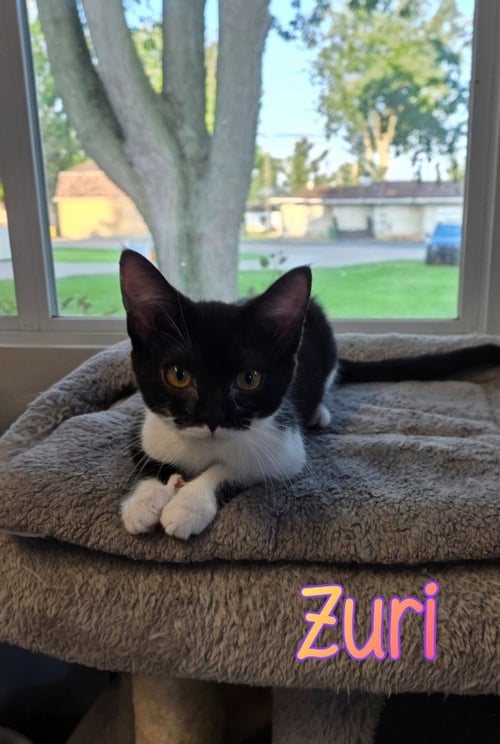 ZURI - Domestic Short Hair available for adoption