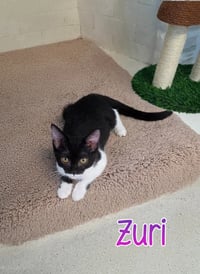 Zuri - Photo 3