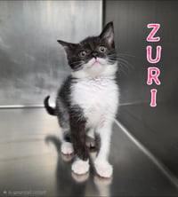 Zuri - Photo 4