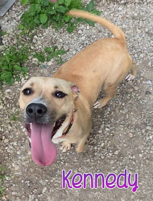 KENNEDY - Pit Bull Terrier for adoption in Toledo