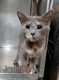 Jasmine - Photo 1