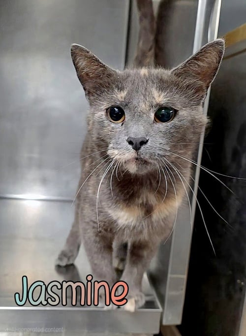 JASMINE - Domestic Short Hair for adoption in Toledo