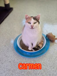 Carmen - Photo 2