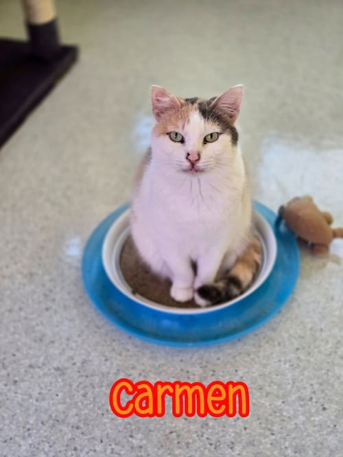 CARMEN - Domestic Short Hair available for adoption