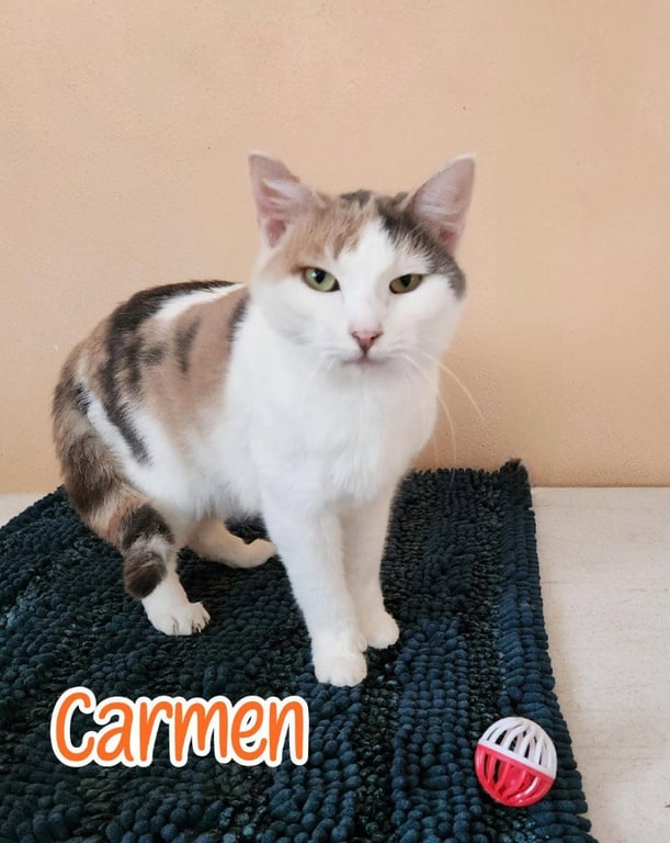Carmen Image