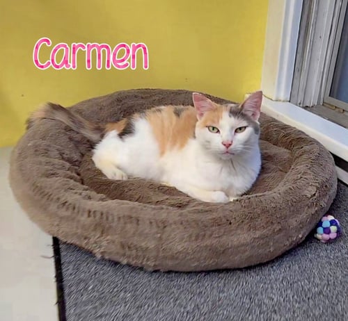 CARMEN - Domestic Short Hair available for adoption