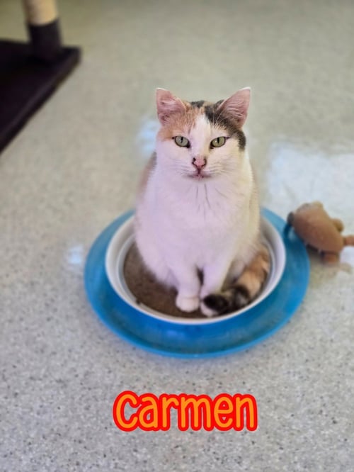 CARMEN - Domestic Short Hair available for adoption