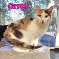 Carmen - Photo 4