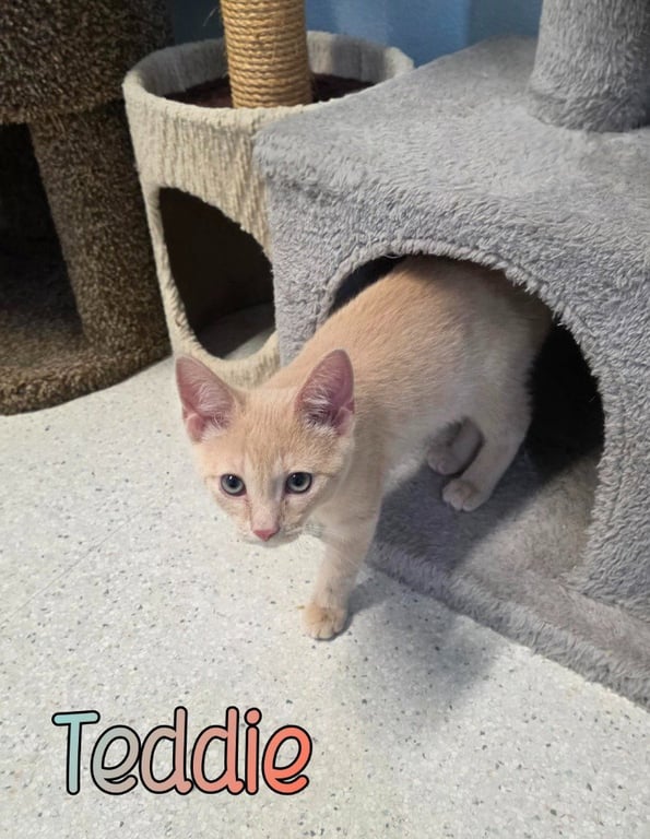 Teddie Image