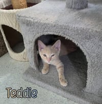 Teddie - Photo 3