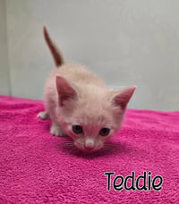 Teddie - Photo 2