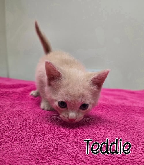 TEDDIE - Domestic Short Hair available for adoption