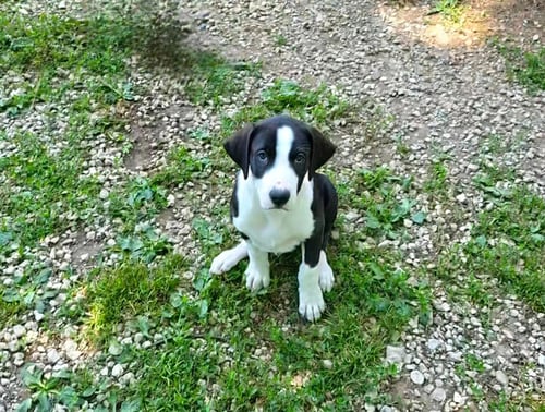 BODHI - Australian Shepherd / Poodle (unknown type) available for adoption