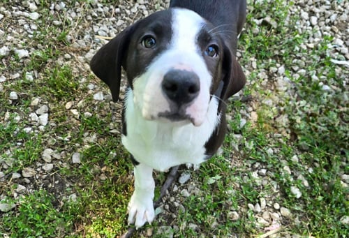 BODHI - Australian Shepherd / Poodle (unknown type) for adoption in Toledo