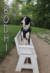 Bodhi - Photo 3