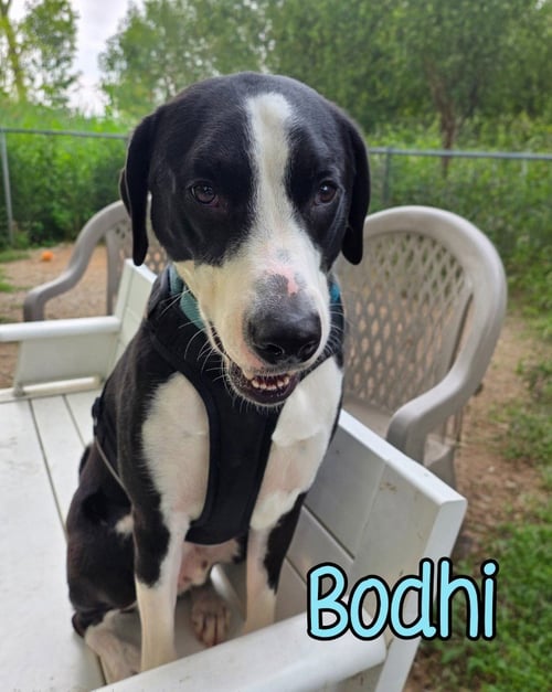 BODHI - Australian Shepherd / Poodle (unknown type) available for adoption
