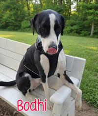Bodhi - Photo 4
