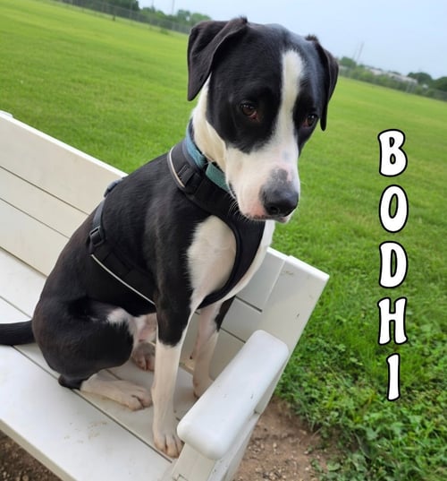 BODHI - Australian Shepherd / Poodle (unknown type) available for adoption