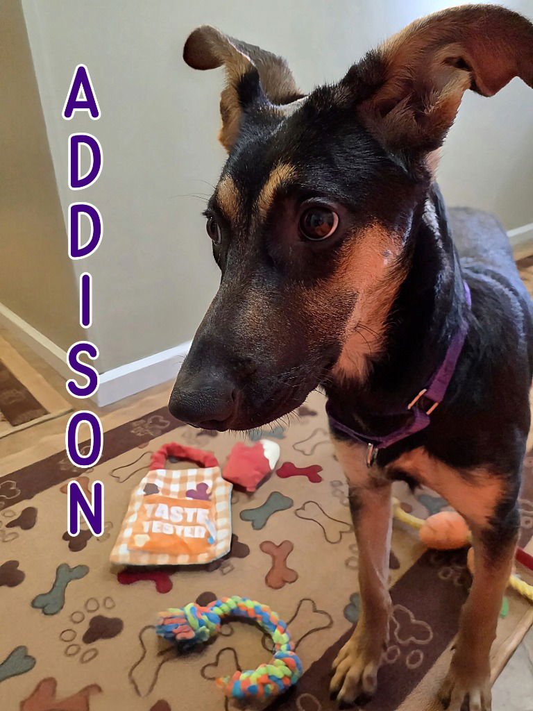 ADDISON - German Shepherd Dog available for adoption