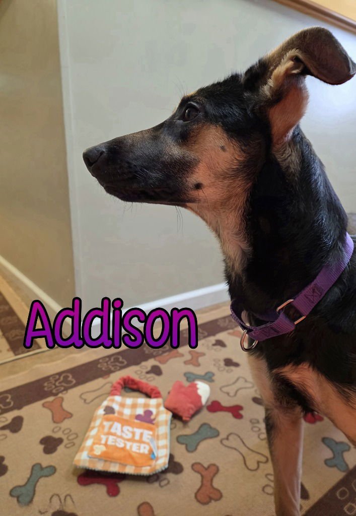 ADDISON - German Shepherd Dog available for adoption