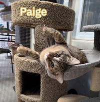 Paige - Photo 2