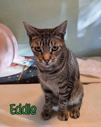 Eddie (Munster) - Photo 3