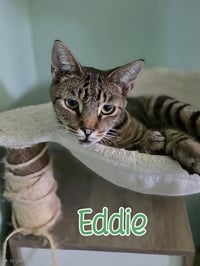 Eddie (Munster) - Photo 2