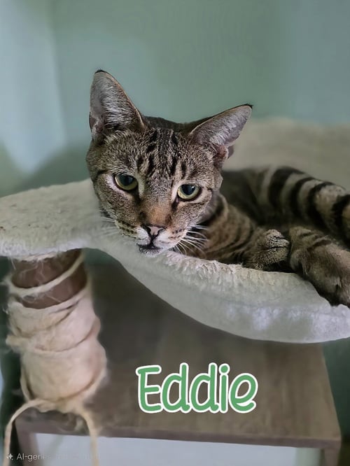 EDDIE (MUNSTER) - Domestic Short Hair available for adoption