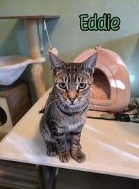 Eddie (Munster) - Photo 4