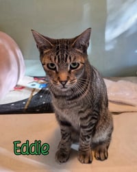 Eddie (Munster) - Photo 3
