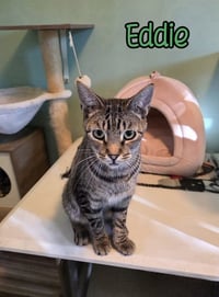 Eddie (Munster) - Photo 4