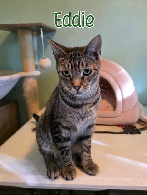 EDDIE (MUNSTER) - Domestic Short Hair available for adoption