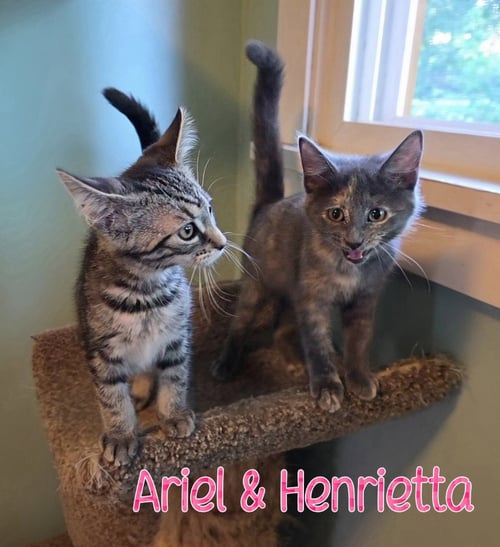 ARIEL - Domestic Short Hair available for adoption