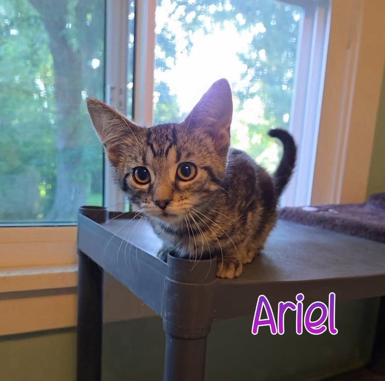 Ariel Image
