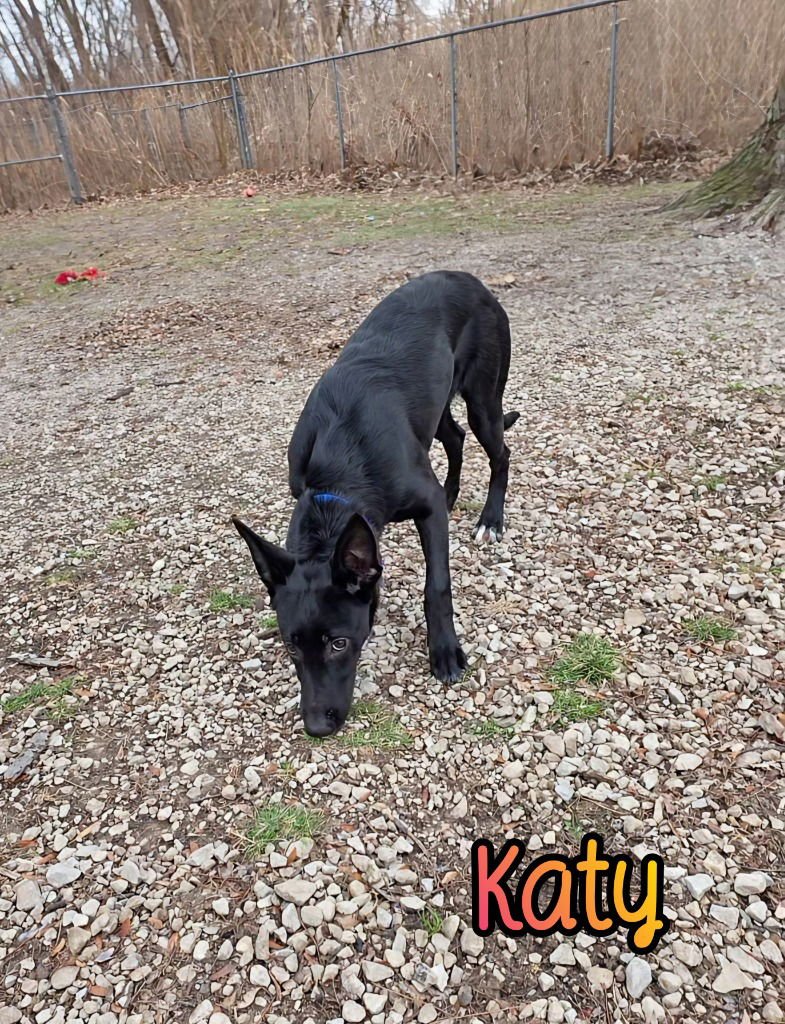 KATY - German Shepherd Dog available for adoption