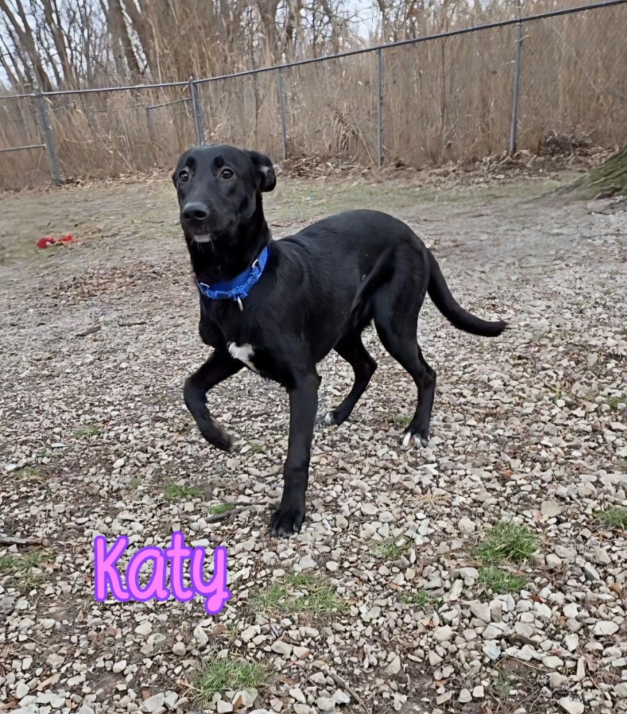 KATY - German Shepherd Dog available for adoption