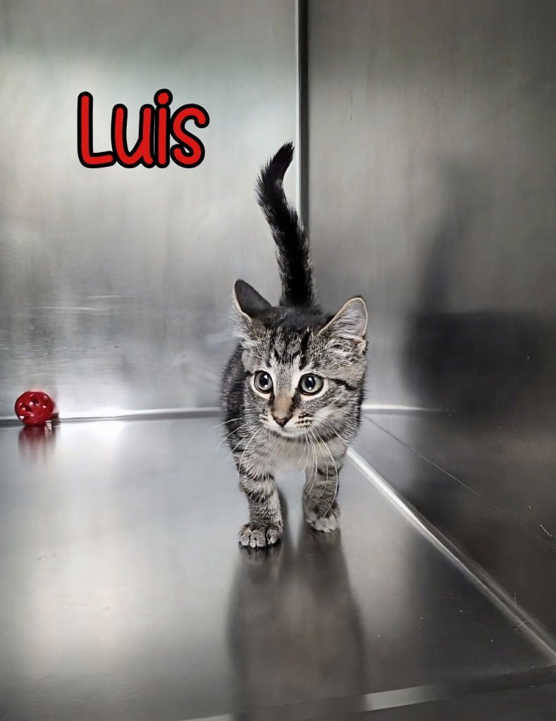 LUIS - Domestic Short Hair available for adoption