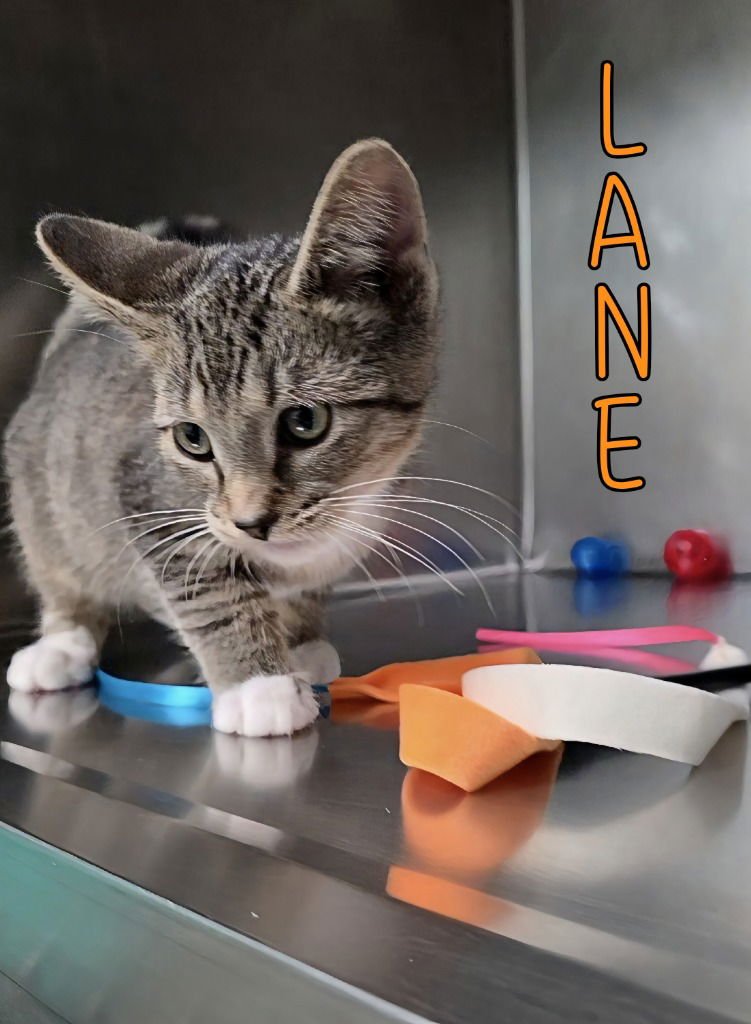 LANE - Domestic Short Hair available for adoption
