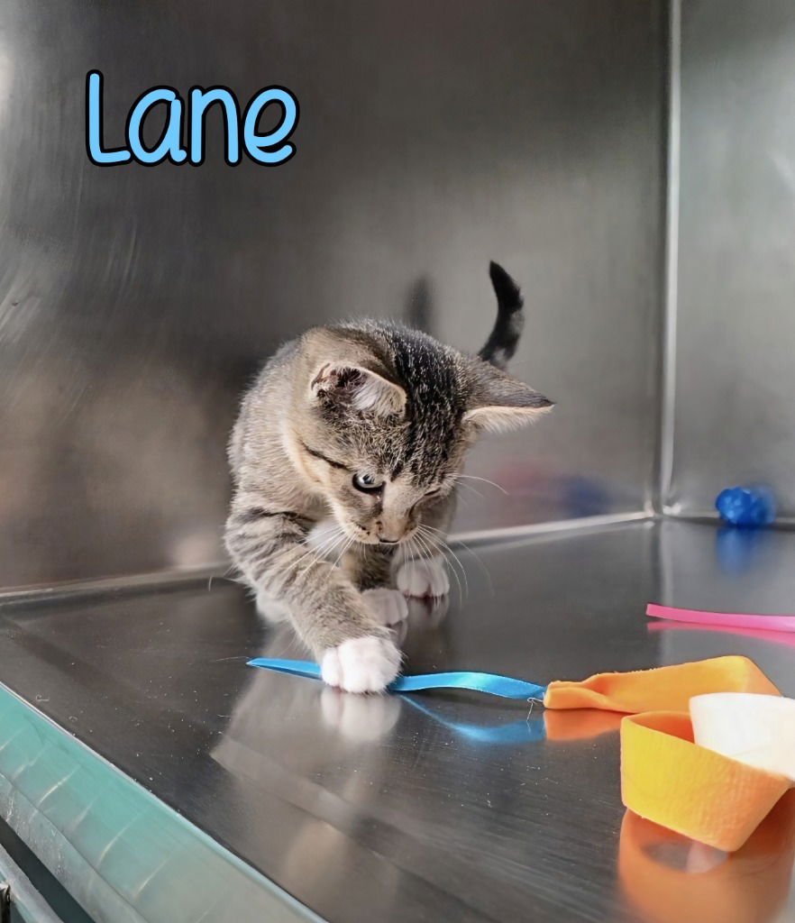 LANE - Domestic Short Hair available for adoption