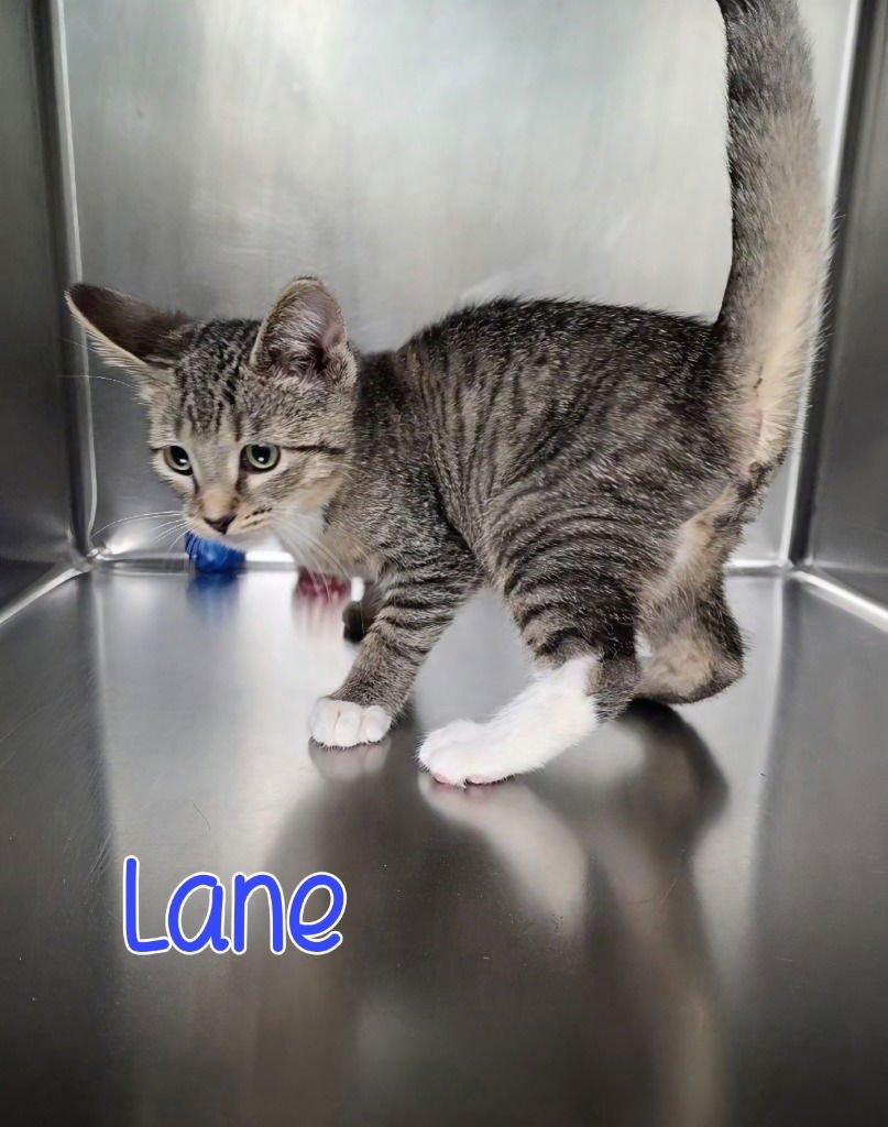 Lane - Photo 3