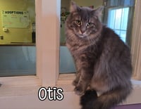 Otis (Bay Bridge #2) - Photo 2
