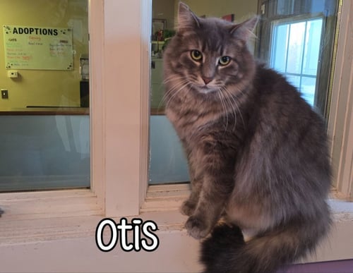 OTIS (BAY BRIDGE #2) - Domestic Medium Hair available for adoption